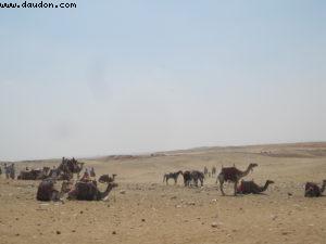 pyramid of giza - Cairo - Atlantis Cruise - Ms Celebrity Solstice (August 2009)