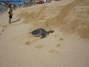 Cabo San Lucas - Our 30th Atlantis cruise (Mariner of the Seas)